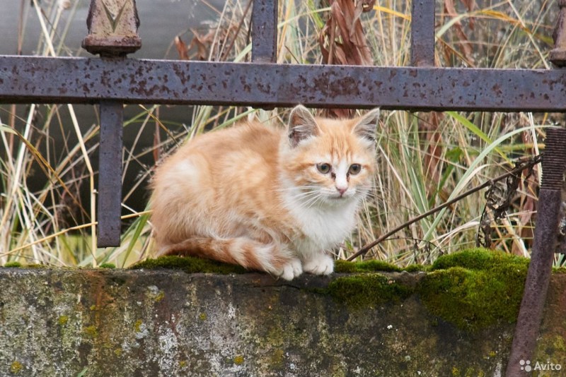 Вот такого котенка. Кошкин дом котята. Как найти котят которых спрятала кошка на улице.