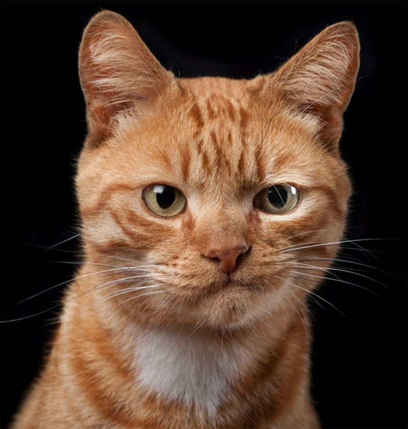 Удивленный рыжий кот