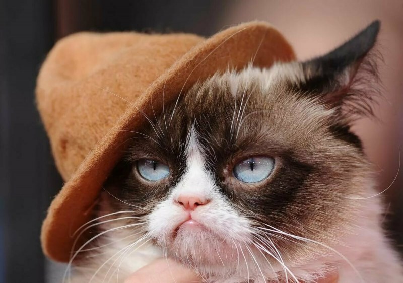 Кот Grumpy Cat