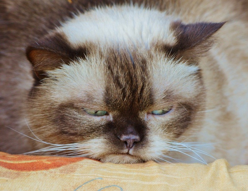 Обиженные котята