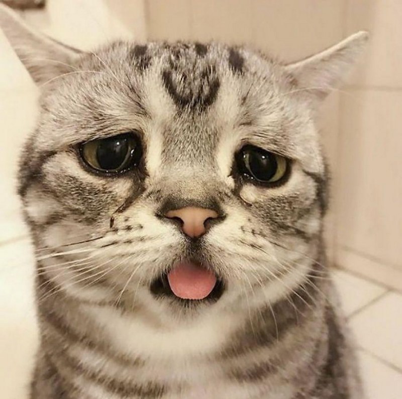 Грустный кот