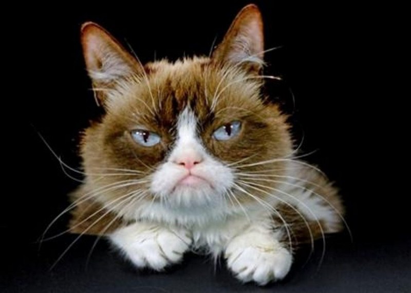 Вредная кошка