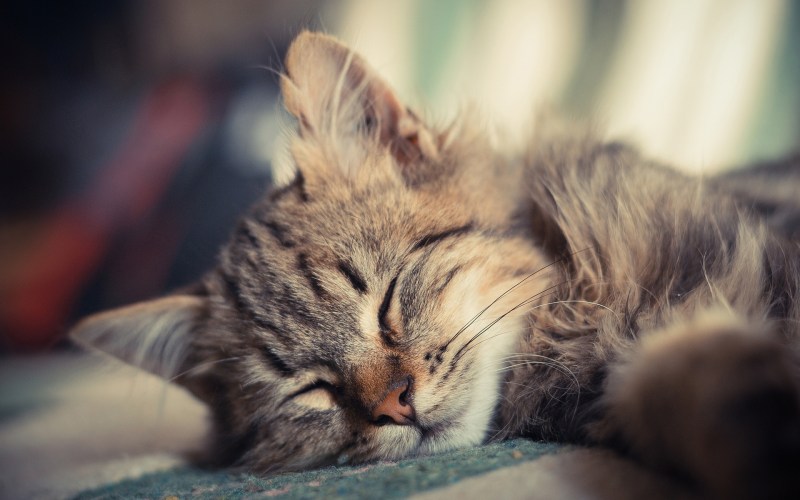 Маленький котенок