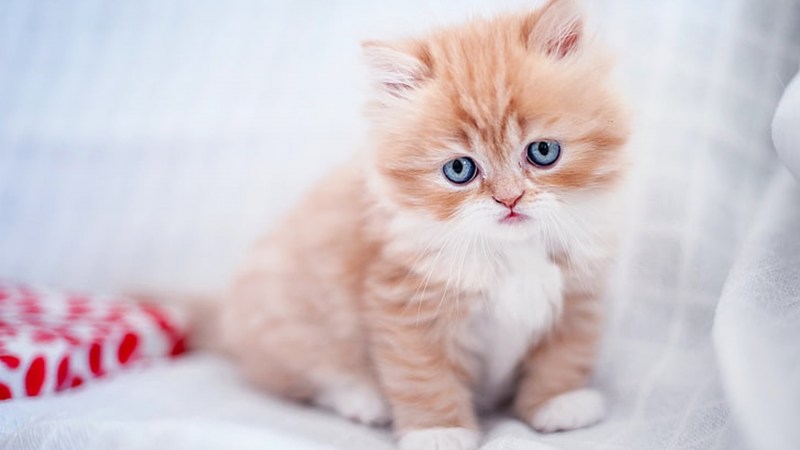 Сиамский Рэгдолл котята