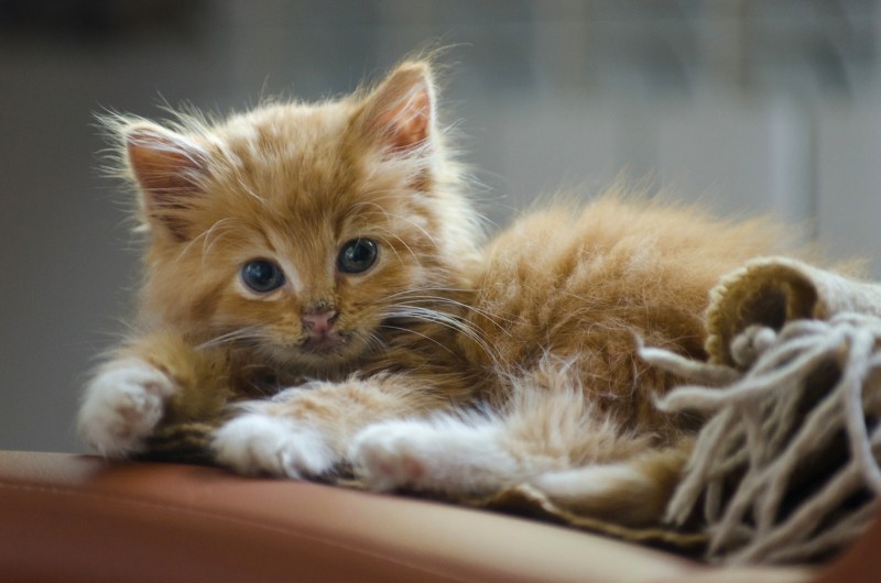 Милые котики