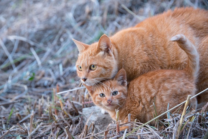 Рыжие котята Мейн кун трио