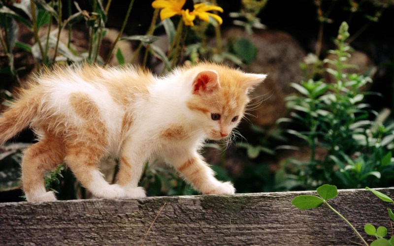 Котята Кич