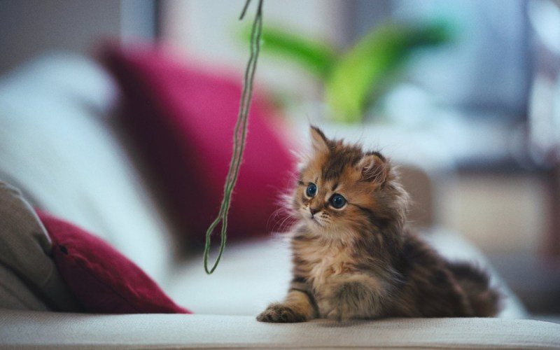 Рыжий котёнок