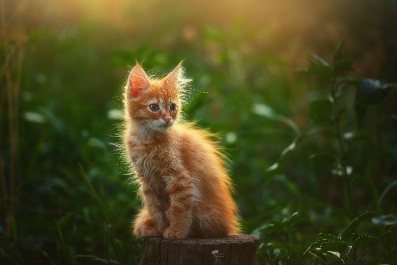 Котенок. Спокойной ночи!