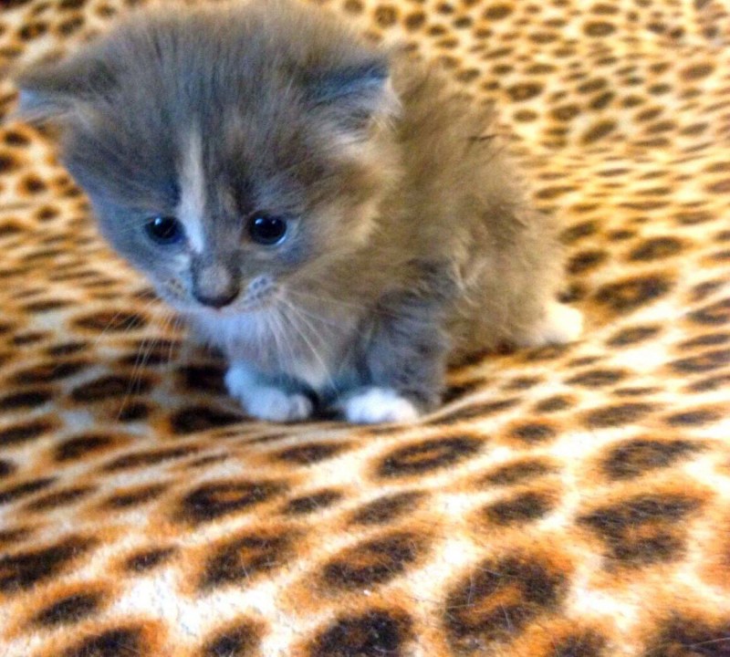 Коричневый котенок