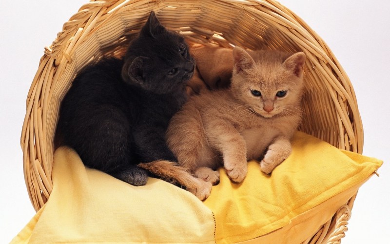 Кошка с маленькими котятами