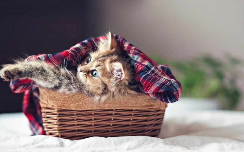 Милый котик спит