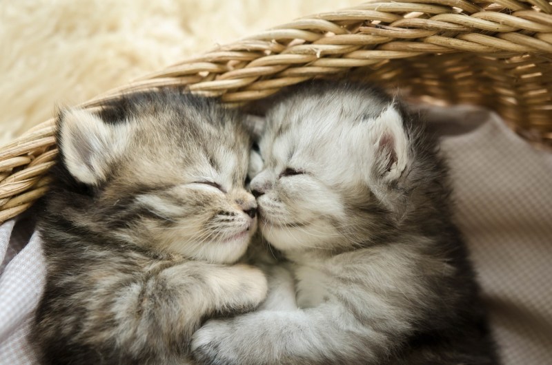 Рыжие коты и кошки
