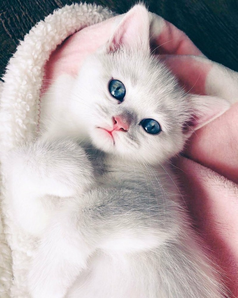 Милый котик
