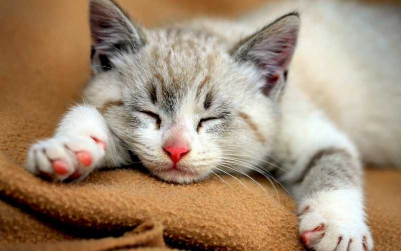 Милая кошка