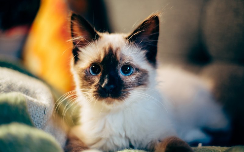Балинезийская кошка