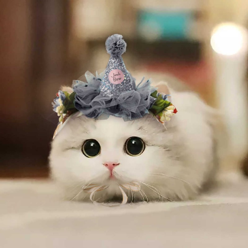 Милый котик