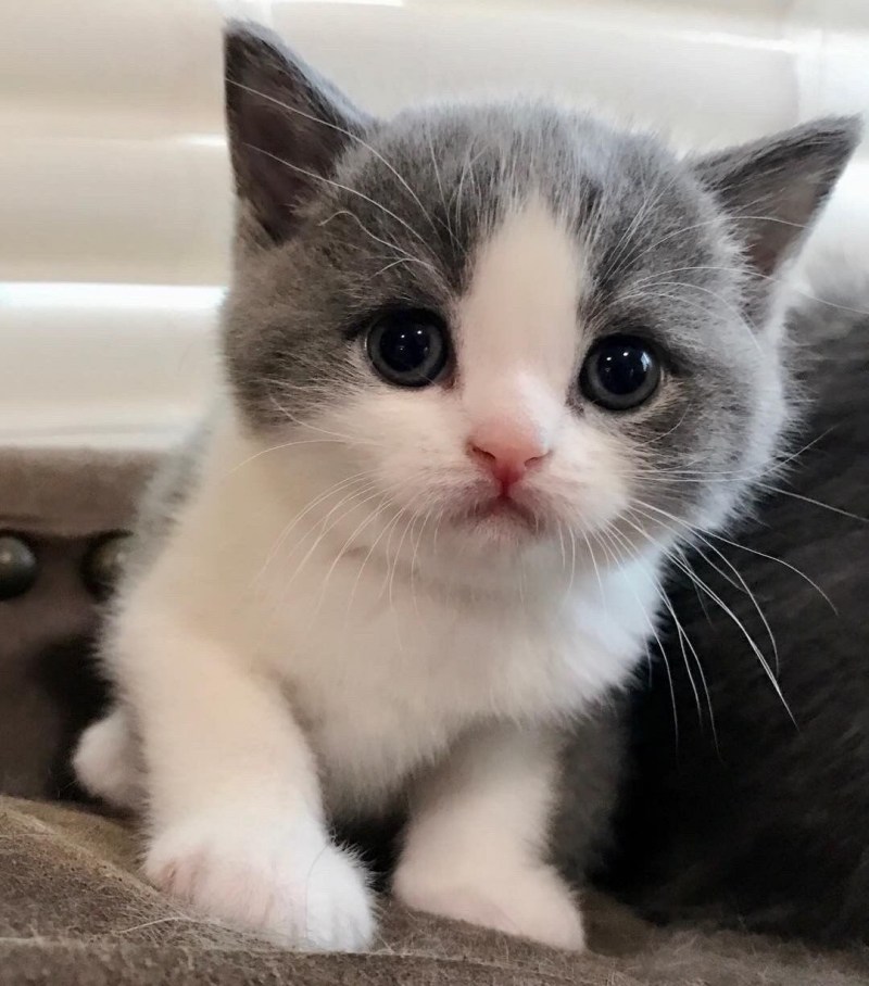 Милые котики