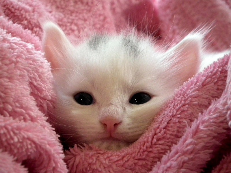 Милые котики