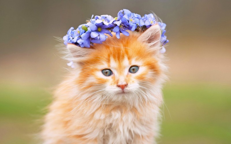 Котенок с венком на голове