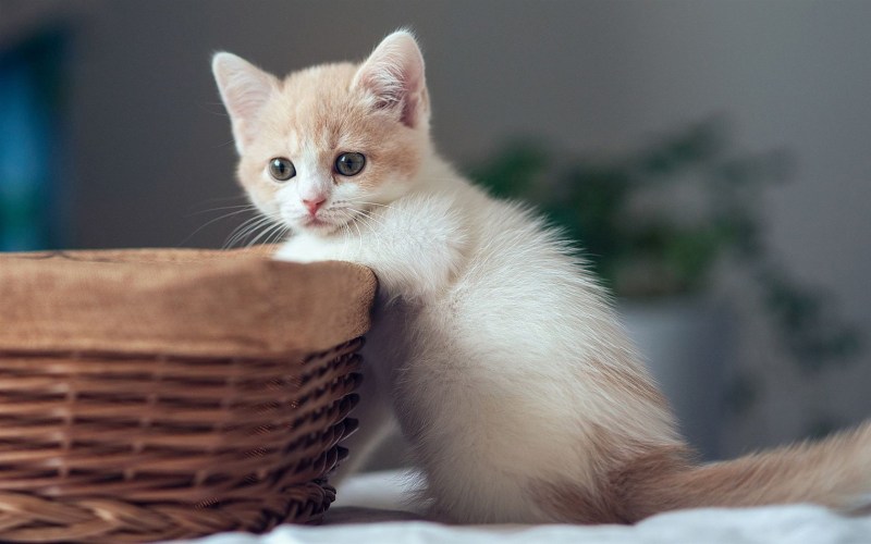 Самые красивые котята