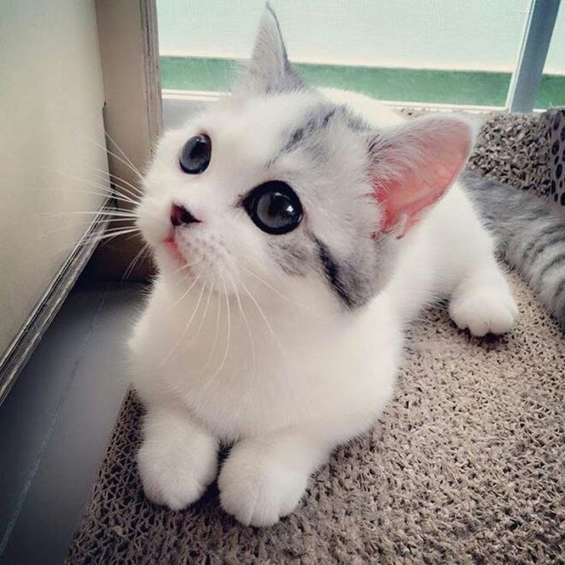 Милый кот