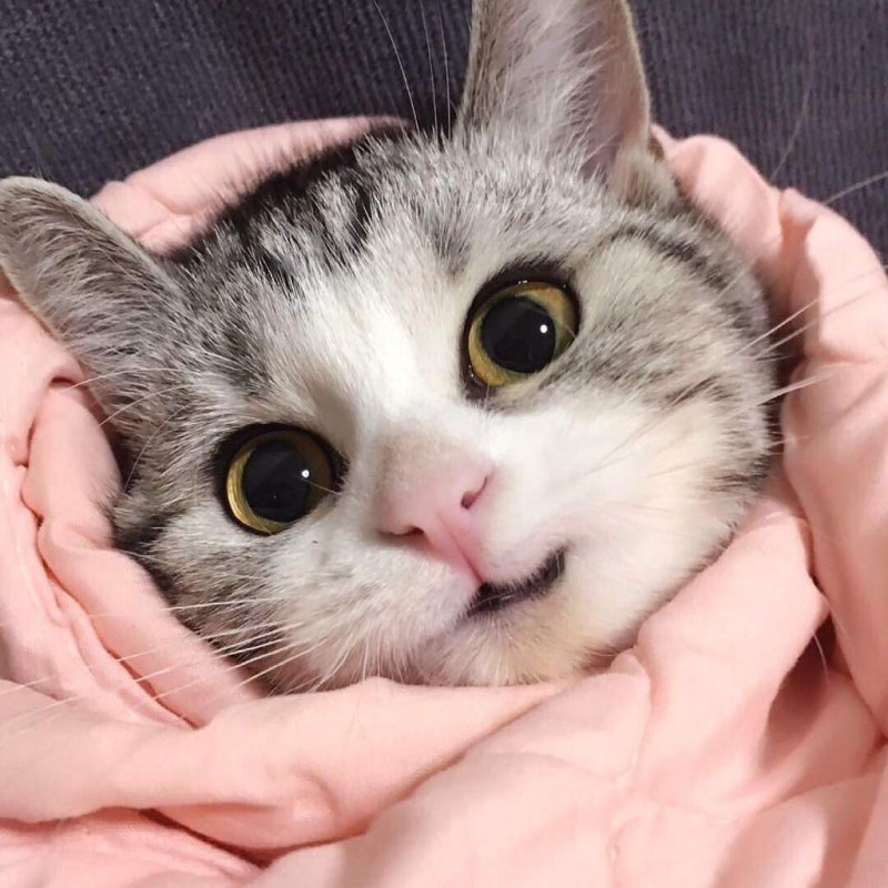 Няшный котик