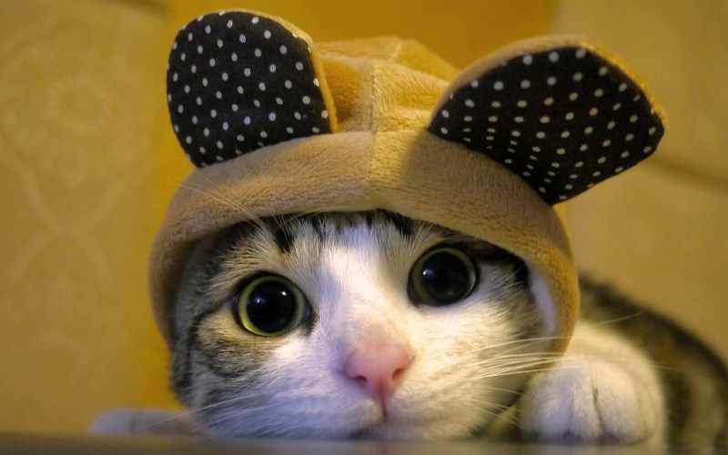 Шапочка котика