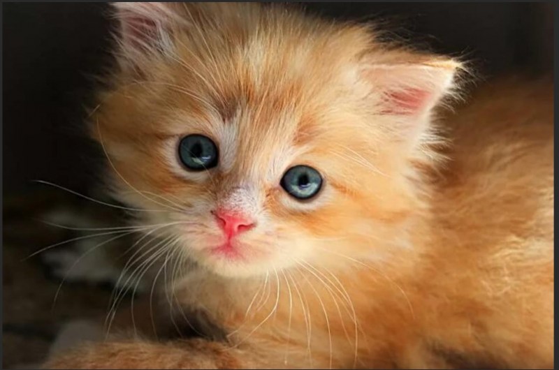 Красивые котики
