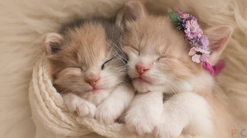Красивые котики