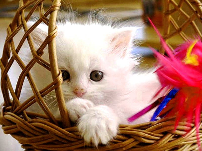 Котенок в корзине с цветами