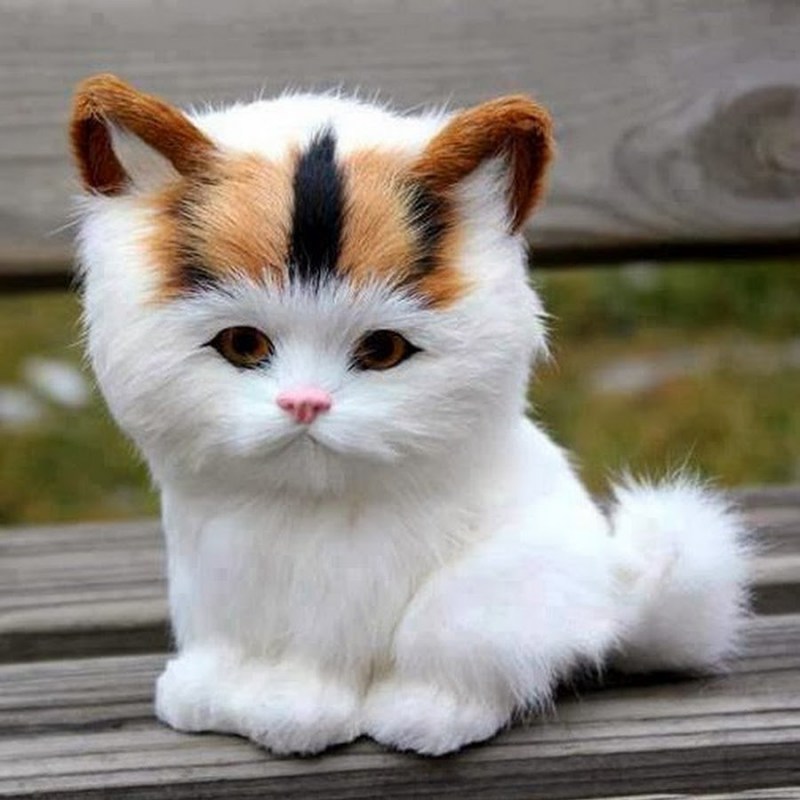 Милый кот