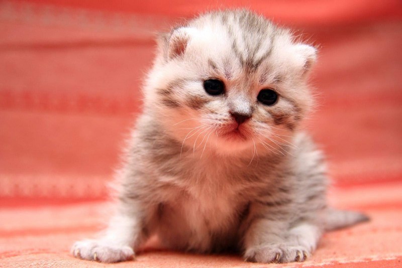 Котенок малинки