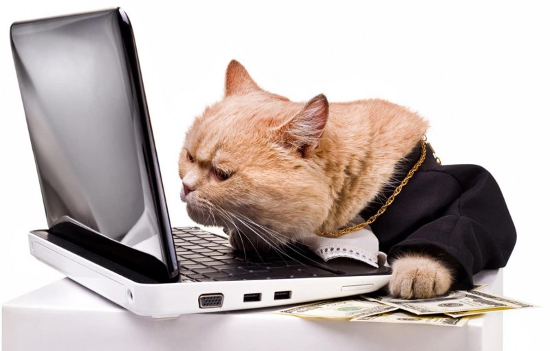 Коты и компьютеры