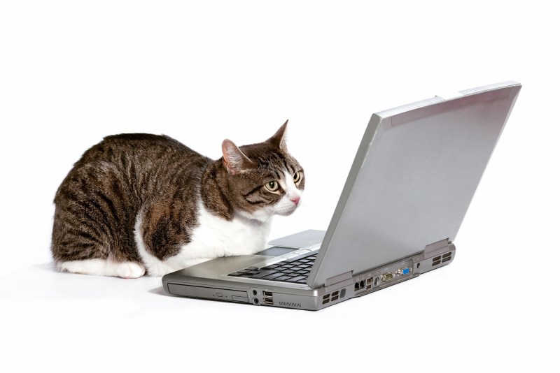 Коты за ноутбуком