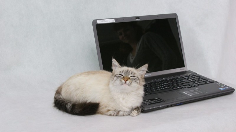 Кот за ноутбуком