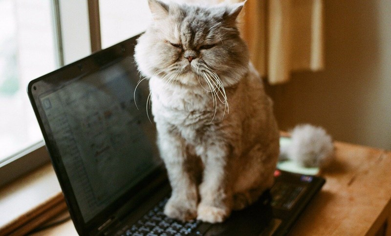 Коты за ноутбуком