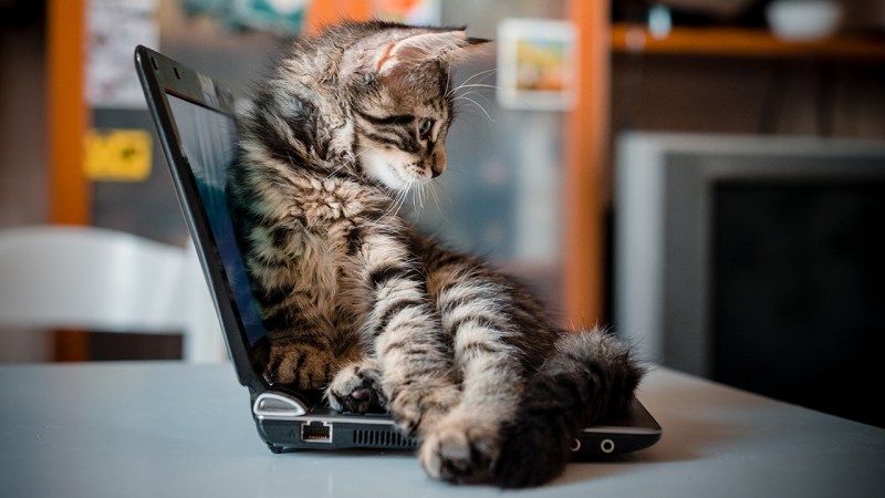 Котенок за компьютером