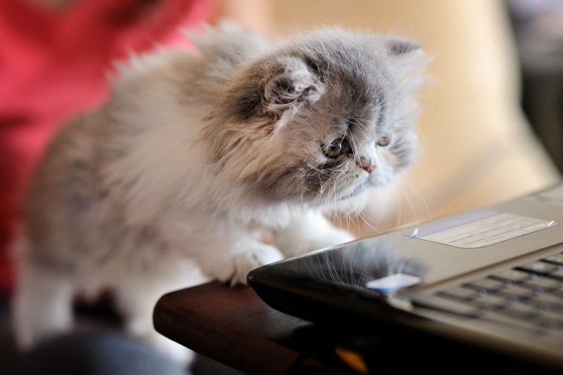 Котенок за ноутбуком