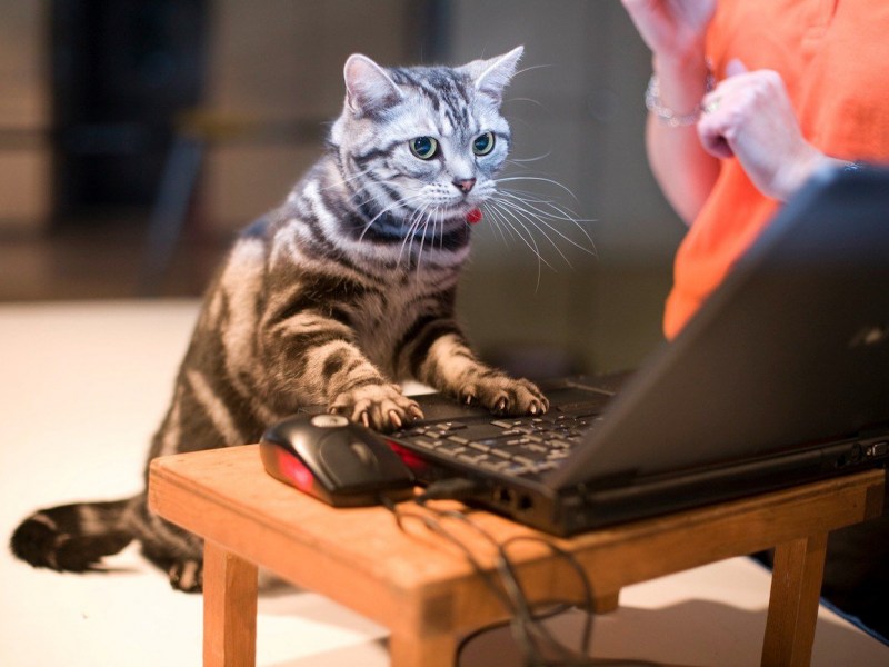 Коты за компьютером