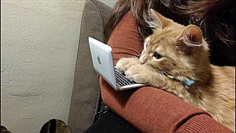 Смешной кот за компьютером