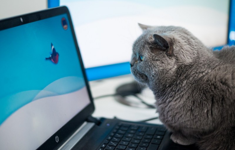 Котенок за компьютером