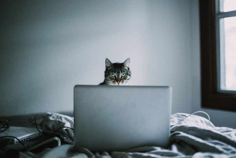 Кот с макбуком