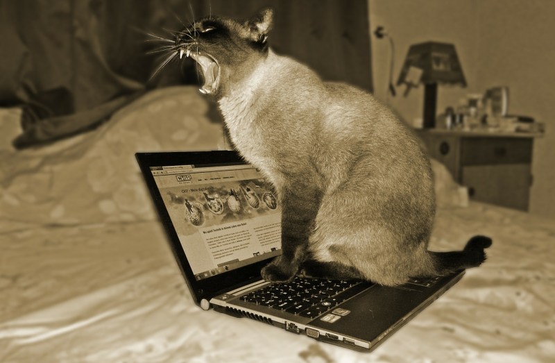 Кот возле компьютера