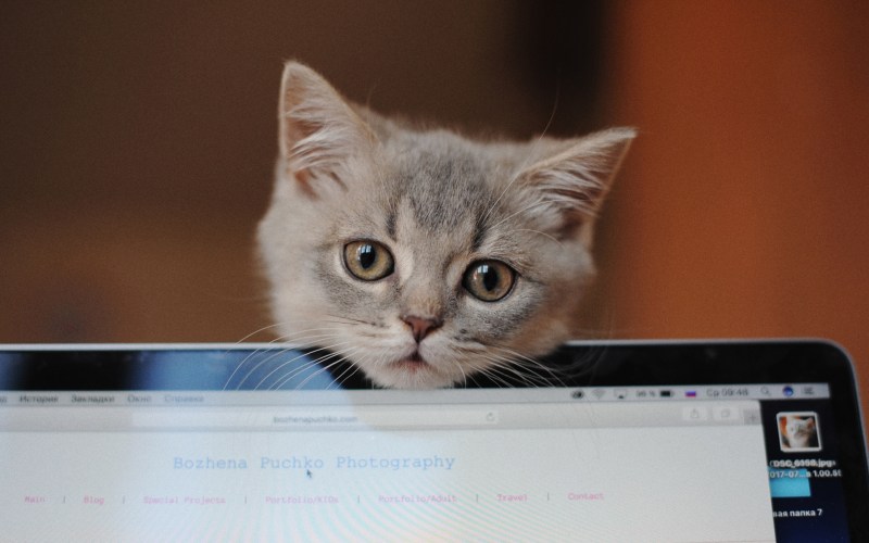 Обои на ноут котики