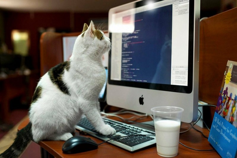 Коты и компьютеры