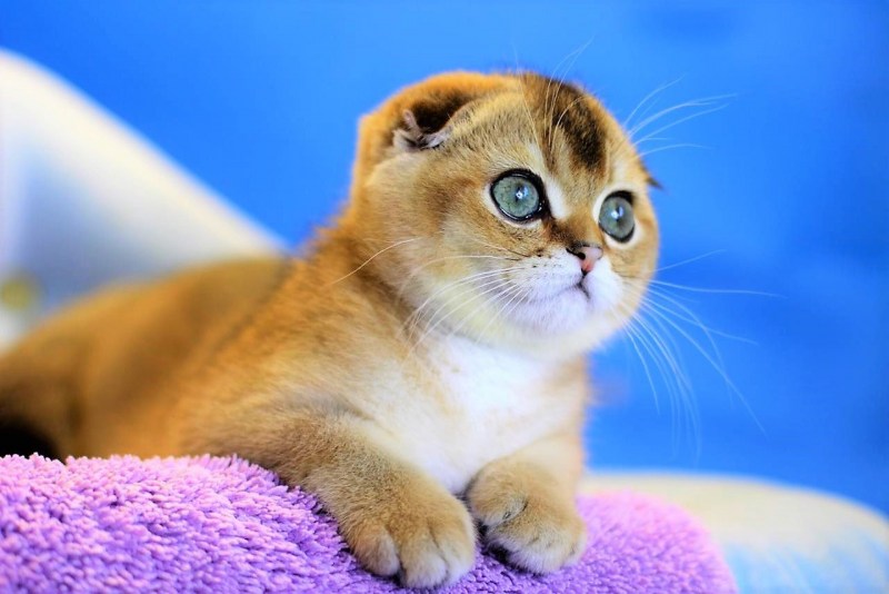 Шотландская вислоухая кошка золотая шиншилла - картинки и фото koshka.top