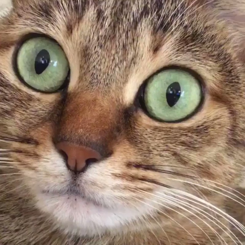 Кот с вытаращенными глазами