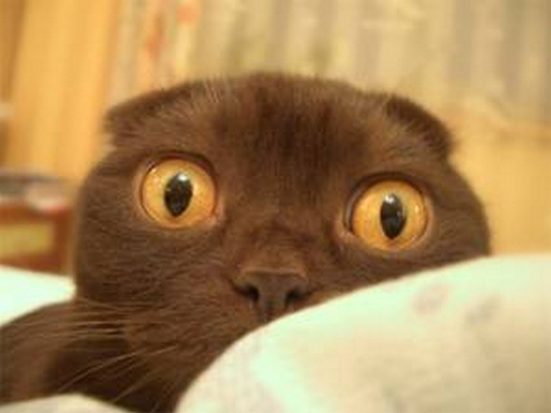 Удивление кота