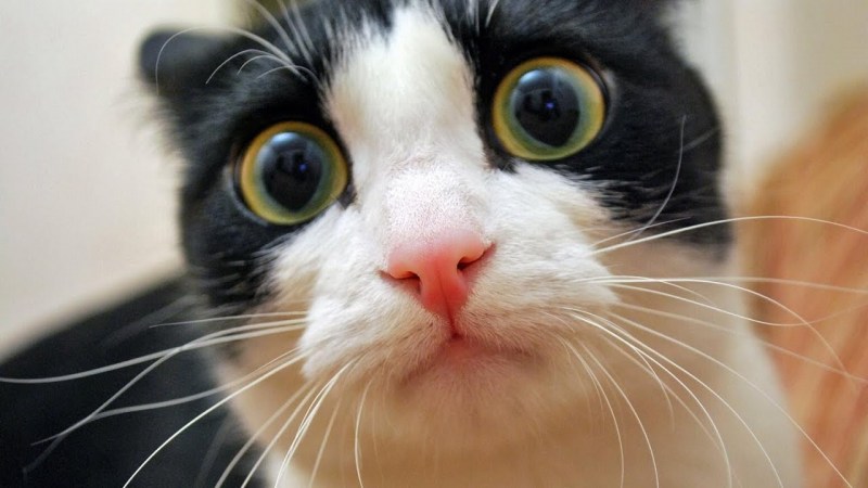Смешные коты